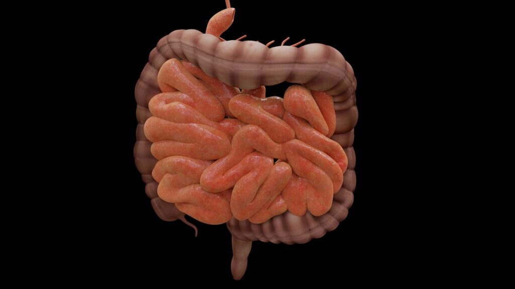 Pixabay imagem: Intestino realçado, fundo preto.